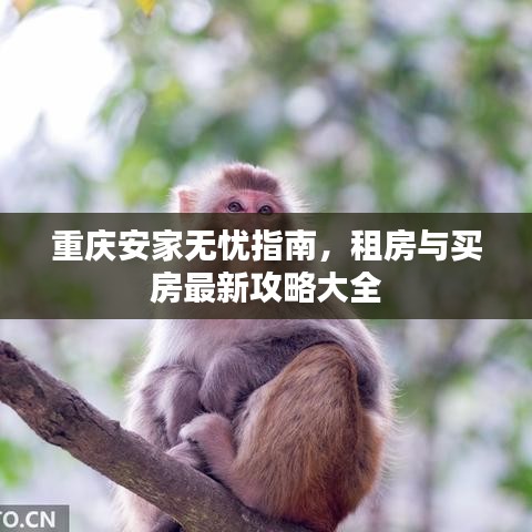 重庆安家无忧指南，租房与买房最新攻略大全
