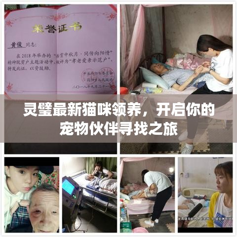 灵璧最新猫咪领养，开启你的宠物伙伴寻找之旅
