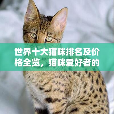 世界十大猫咪排名及价格全览，猫咪爱好者的收藏指南