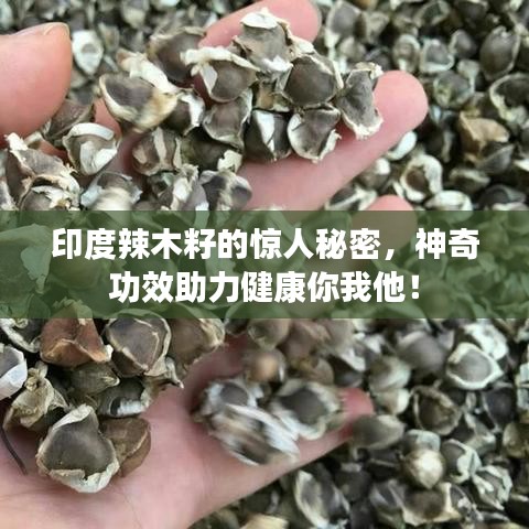 印度辣木籽的惊人秘密，神奇功效助力健康你我他！