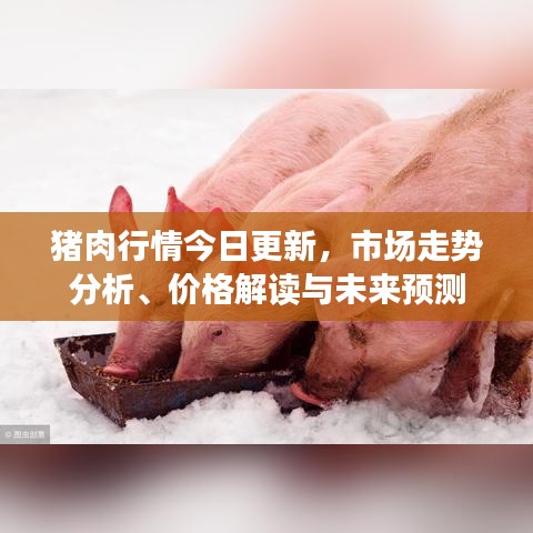 猪肉行情今日更新，市场走势分析、价格解读与未来预测