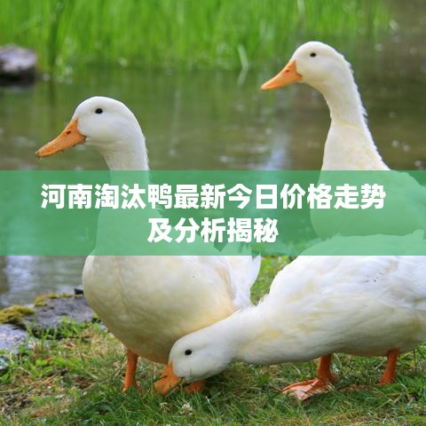 河南淘汰鸭最新今日价格走势及分析揭秘