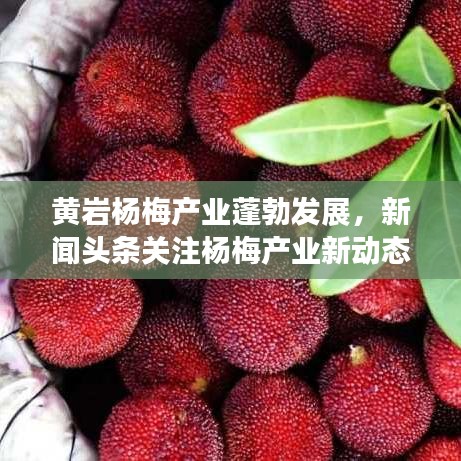 黄岩杨梅产业蓬勃发展，新闻头条关注杨梅产业新动态