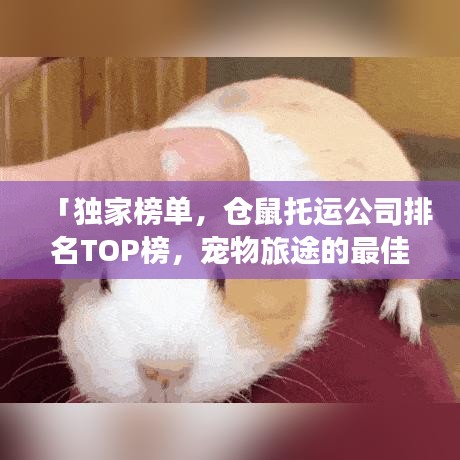 「独家榜单，仓鼠托运公司排名TOP榜，宠物旅途的最佳伴侣选择指南」