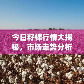 今日籽棉行情大揭秘，市场走势分析与预测报告！