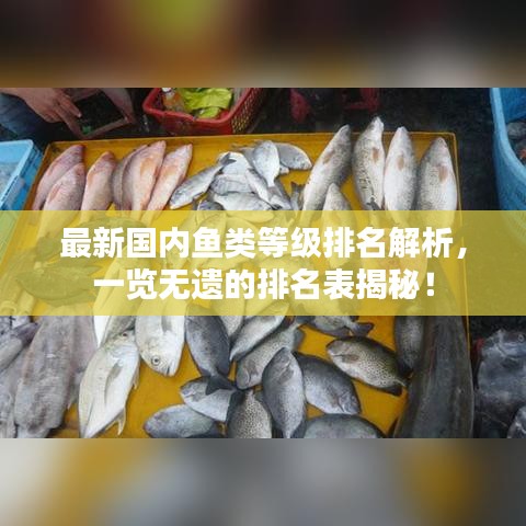 最新国内鱼类等级排名解析，一览无遗的排名表揭秘！