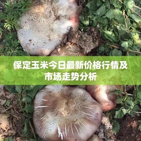 保定玉米今日最新价格行情及市场走势分析