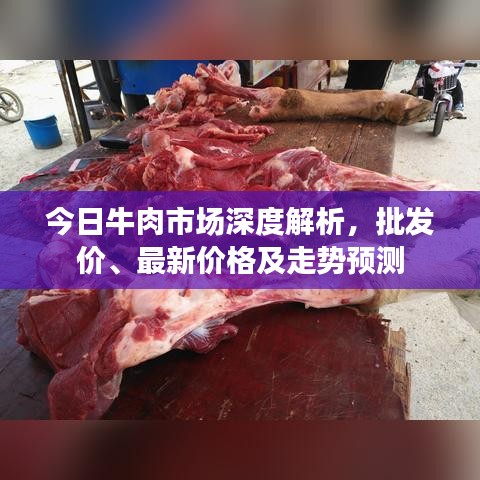 今日牛肉市场深度解析，批发价、最新价格及走势预测