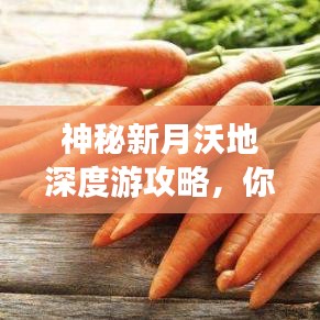 神秘新月沃地深度游攻略，你的绝佳旅行指南