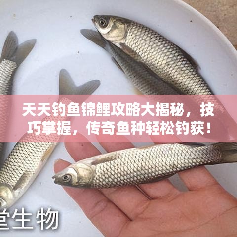 天天钓鱼锦鲤攻略大揭秘，技巧掌握，传奇鱼种轻松钓获！