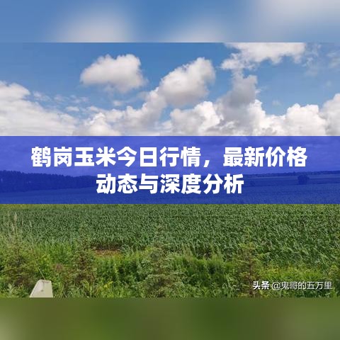 鹤岗玉米今日行情，最新价格动态与深度分析