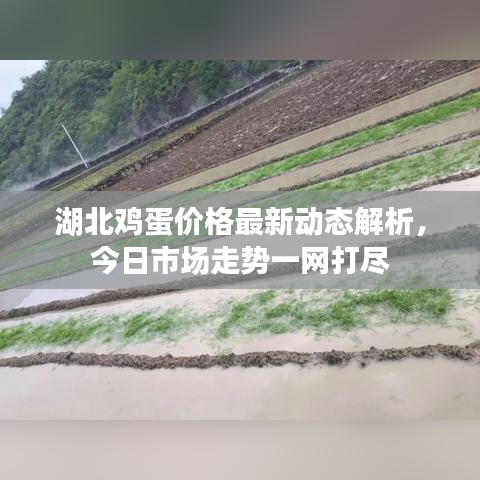 湖北鸡蛋价格最新动态解析，今日市场走势一网打尽
