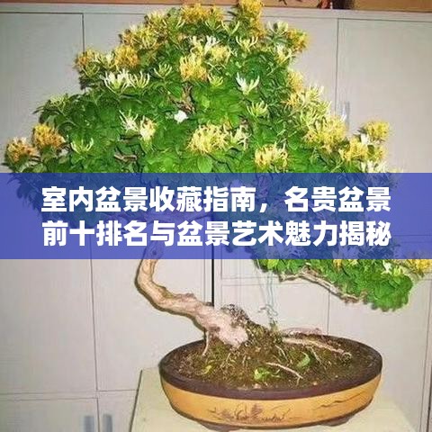 室内盆景收藏指南，名贵盆景前十排名与盆景艺术魅力揭秘！