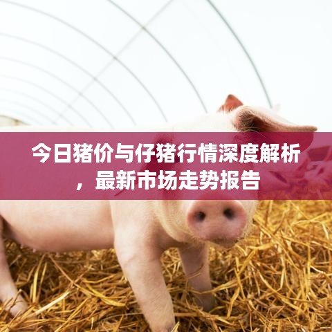 今日猪价与仔猪行情深度解析，最新市场走势报告