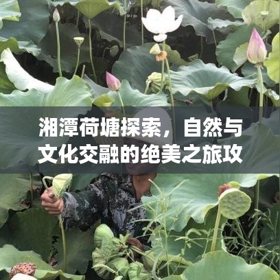 湘潭荷塘探索，自然与文化交融的绝美之旅攻略