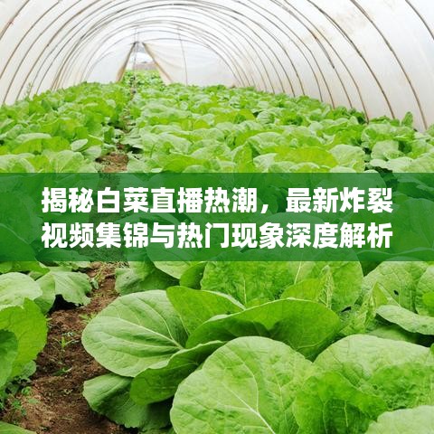 揭秘白菜直播热潮，最新炸裂视频集锦与热门现象深度解析