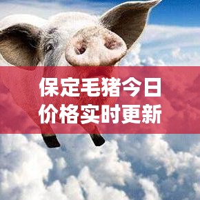 保定毛猪今日价格实时更新，最新市场动态揭秘！