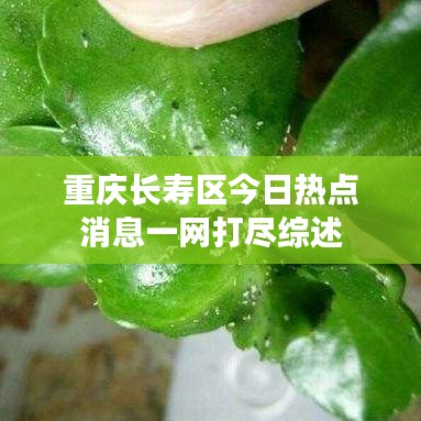 重庆长寿区今日热点消息一网打尽综述