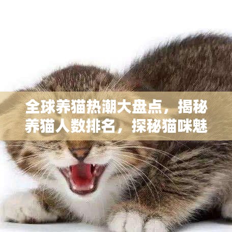 全球养猫热潮大盘点，揭秘养猫人数排名，探秘猫咪魅力！
