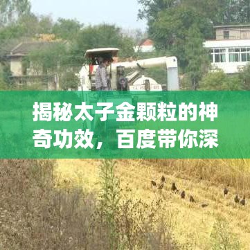 揭秘太子金颗粒的神奇功效，百度带你深入了解！