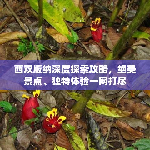 西双版纳深度探索攻略，绝美景点、独特体验一网打尽