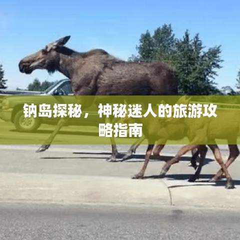 钠岛探秘，神秘迷人的旅游攻略指南