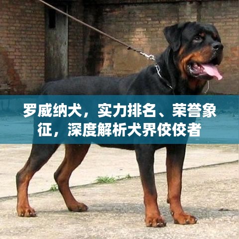罗威纳犬，实力排名、荣誉象征，深度解析犬界佼佼者