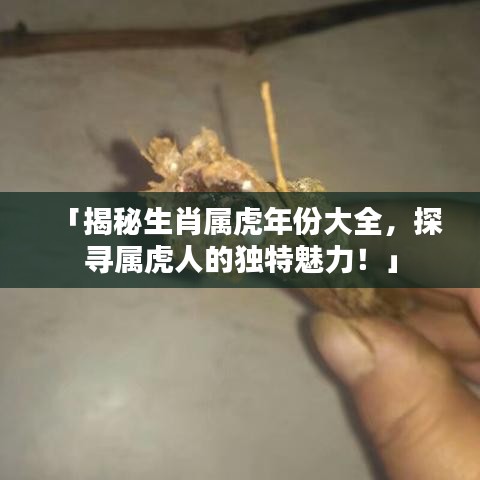 「揭秘生肖属虎年份大全，探寻属虎人的独特魅力！」