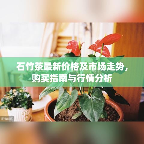石竹茶最新价格及市场走势，购买指南与行情分析