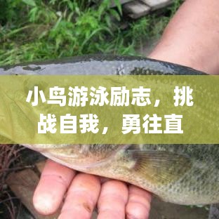 小鸟游泳励志，挑战自我，勇往直前，不畏艰难！