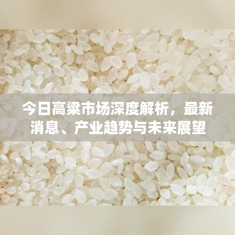 今日高粱市场深度解析，最新消息、产业趋势与未来展望