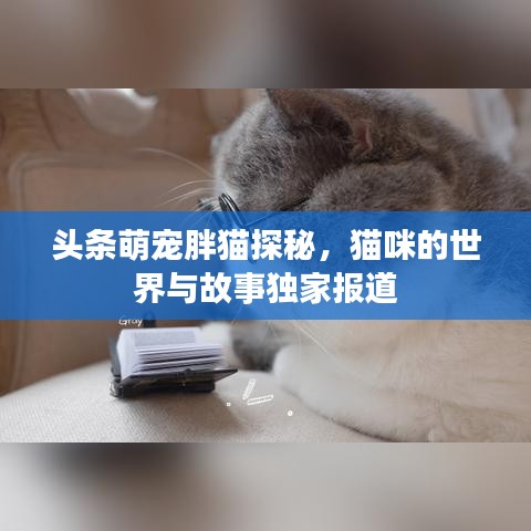 头条萌宠胖猫探秘，猫咪的世界与故事独家报道
