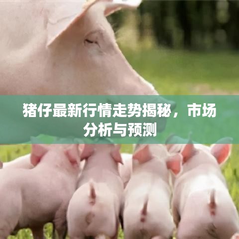 猪仔最新行情走势揭秘，市场分析与预测