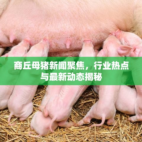商丘母猪新闻聚焦，行业热点与最新动态揭秘