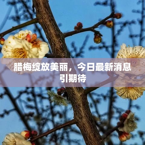腊梅绽放美丽，今日最新消息引期待