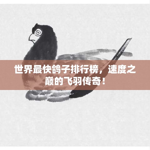 世界最快鸽子排行榜，速度之巅的飞羽传奇！