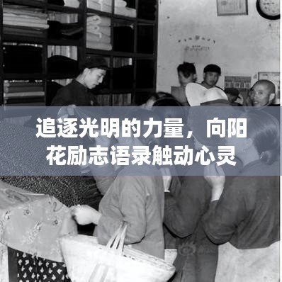 追逐光明的力量，向阳花励志语录触动心灵