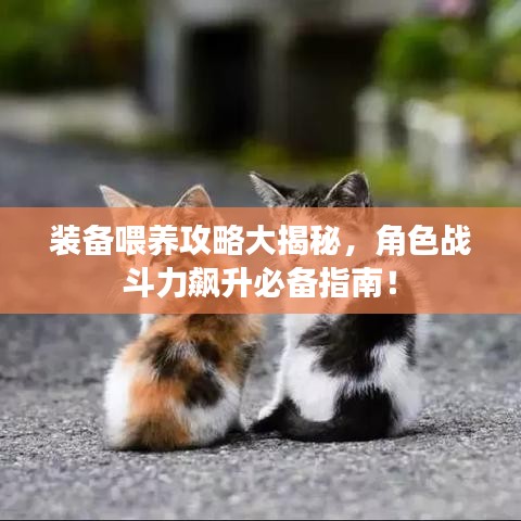 装备喂养攻略大揭秘，角色战斗力飙升必备指南！