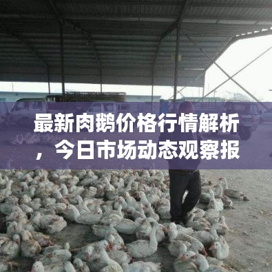 最新肉鹅价格行情解析，今日市场动态观察报告
