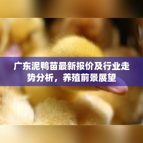 广东泥鸭苗最新报价及行业走势分析，养殖前景展望