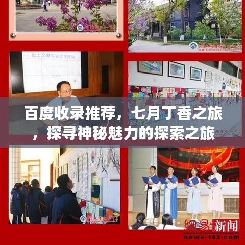 百度收录推荐，七月丁香之旅，探寻神秘魅力的探索之旅