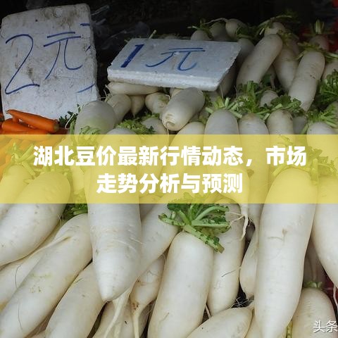 湖北豆价最新行情动态，市场走势分析与预测