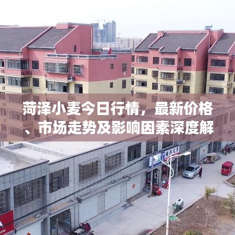 菏泽小麦今日行情，最新价格、市场走势及影响因素深度解析