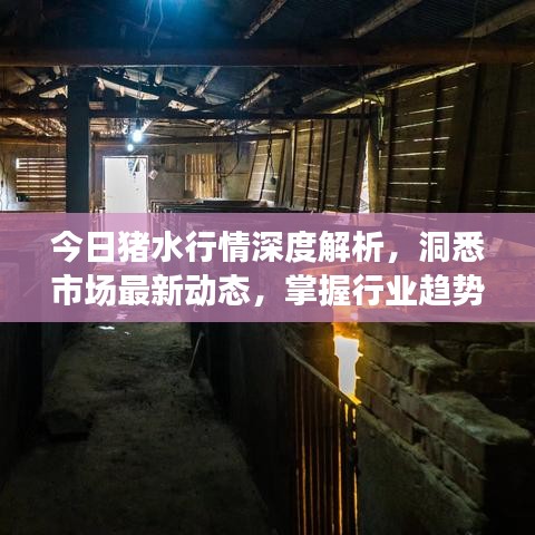 今日猪水行情深度解析，洞悉市场最新动态，掌握行业趋势预测