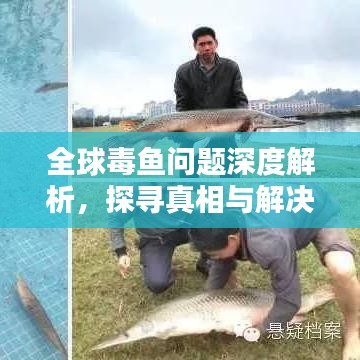 全球毒鱼问题深度解析，探寻真相与解决之道