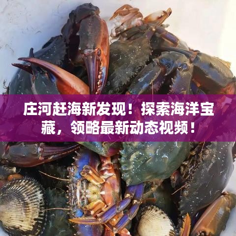 庄河赶海新发现！探索海洋宝藏，领略最新动态视频！