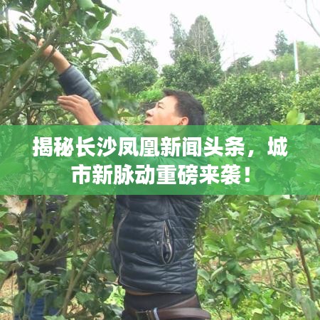 揭秘长沙凤凰新闻头条，城市新脉动重磅来袭！