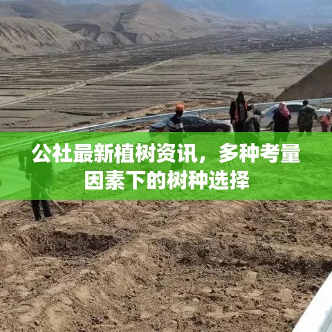 公社最新植树资讯，多种考量因素下的树种选择