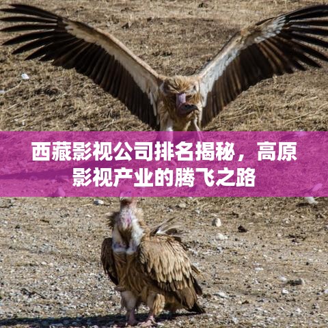 西藏影视公司排名揭秘，高原影视产业的腾飞之路