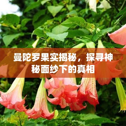 曼陀罗果实揭秘，探寻神秘面纱下的真相